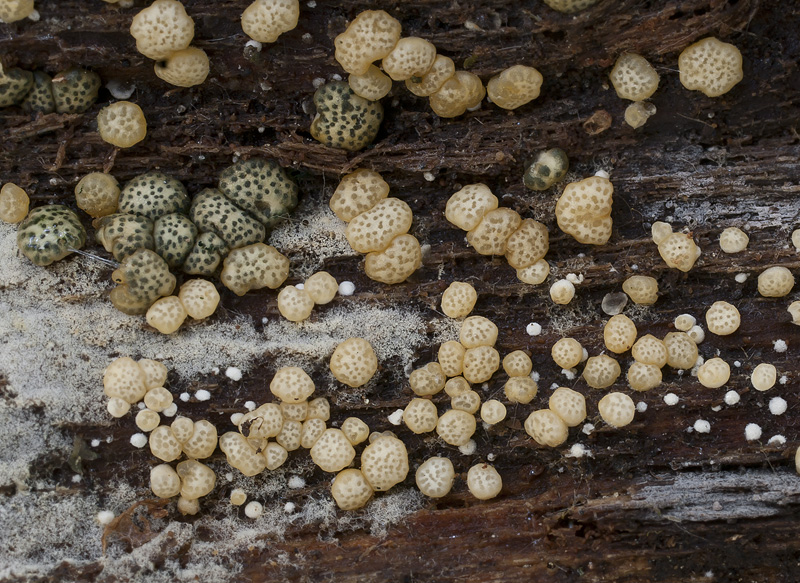 Hypocrea strictipilosa